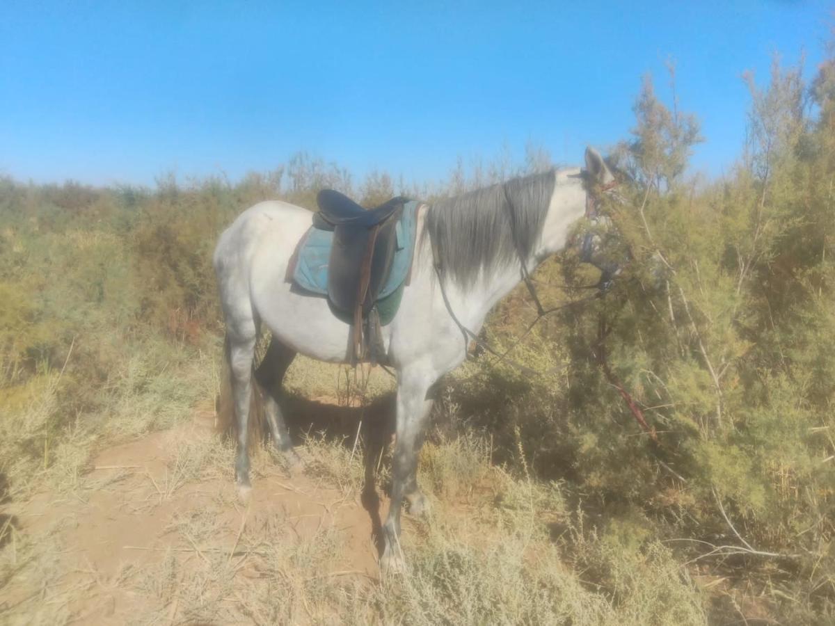 Dar Alfourssane Ferme d’hôte Uarzazate Exterior foto