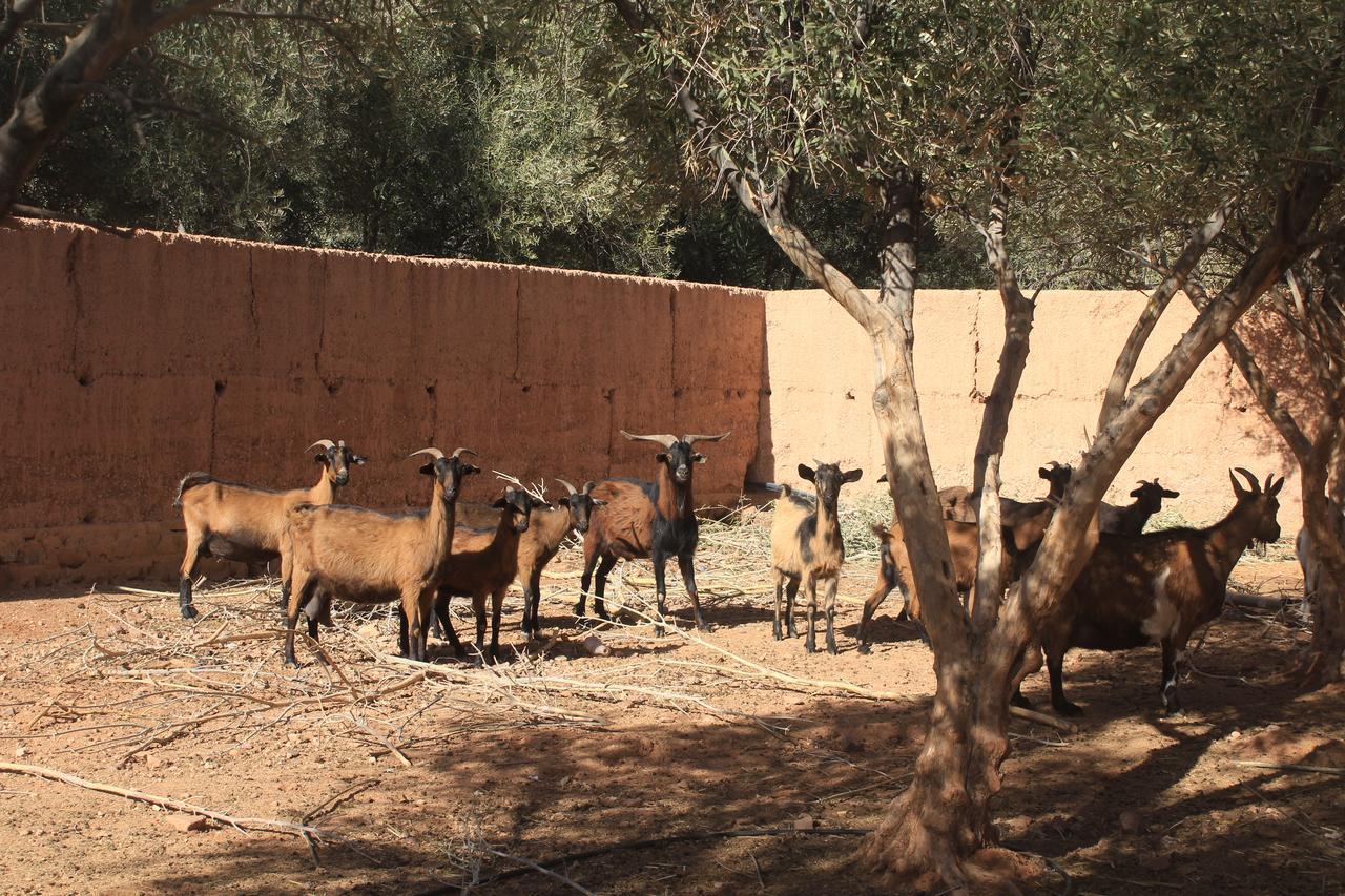 Dar Alfourssane Ferme d’hôte Uarzazate Exterior foto