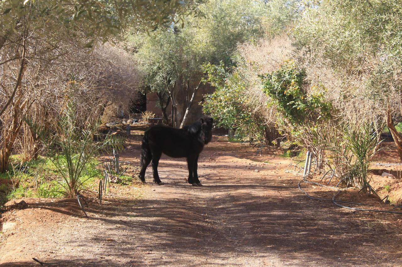 Dar Alfourssane Ferme d’hôte Uarzazate Exterior foto