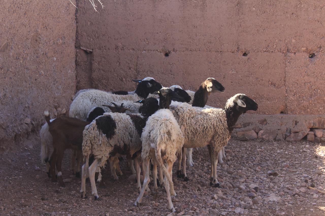 Dar Alfourssane Ferme d’hôte Uarzazate Exterior foto