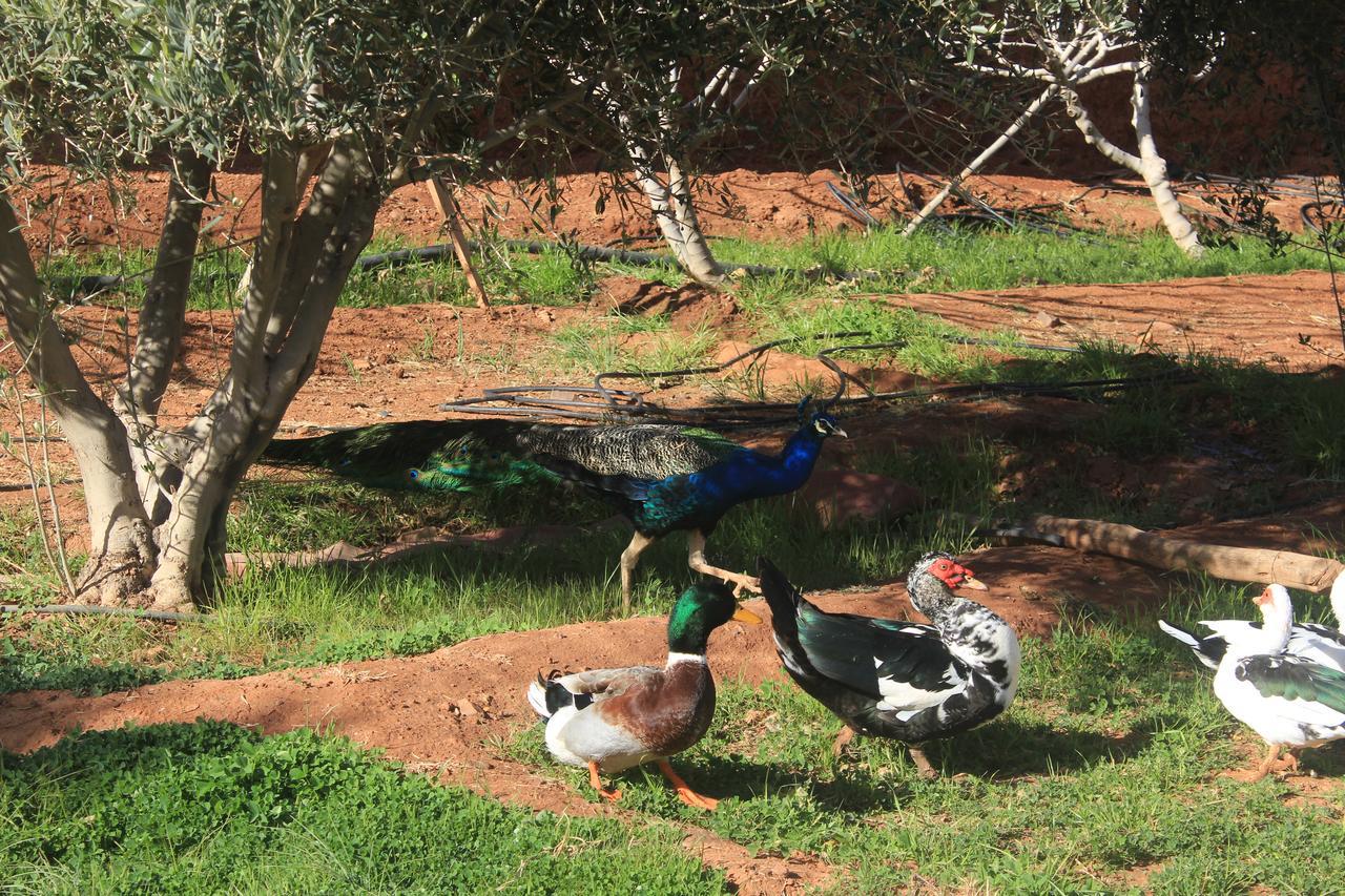 Dar Alfourssane Ferme d’hôte Uarzazate Exterior foto